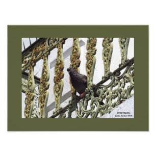 Foto Pigeon on Ironwork (Ironwork) em Old San Juan
