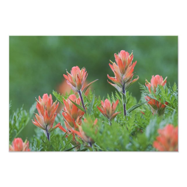 Foto Pincel Indiano, Castilleja miniata, Ouray, (Frente)