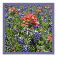 Pincel indiano e Bluebonnets do Texas