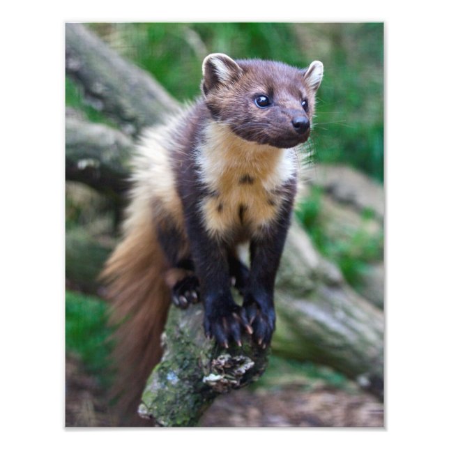 Foto Pine Marten Impressão (Frente)