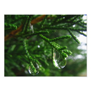 Foto Pingos de chuva em um ramo de árvore