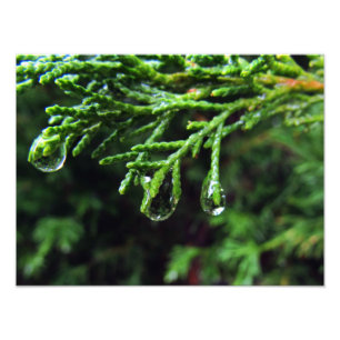 Foto Pingos de chuva em um ramo de árvore (#2)