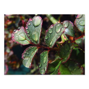 Foto Pingos de chuva nas folhas cor-de-rosa da árvore
