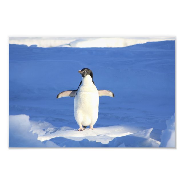 Foto Pinguim Fofo (Frente)