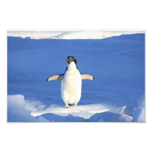 Foto Pinguim Gelado