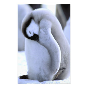 Foto Pinguim Península Antártica, Mar de Weddell
