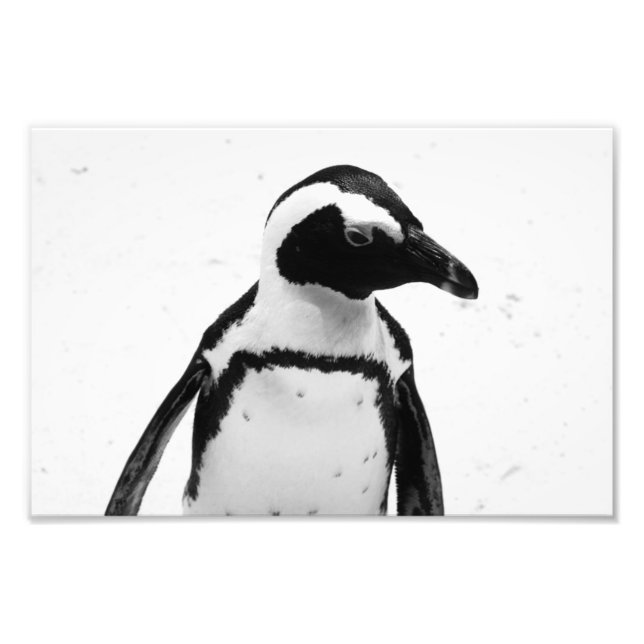 Foto Pinguim preto e branco (Frente)