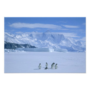 Foto Pinguins-de-adélia, Pygoscelis adeliae),