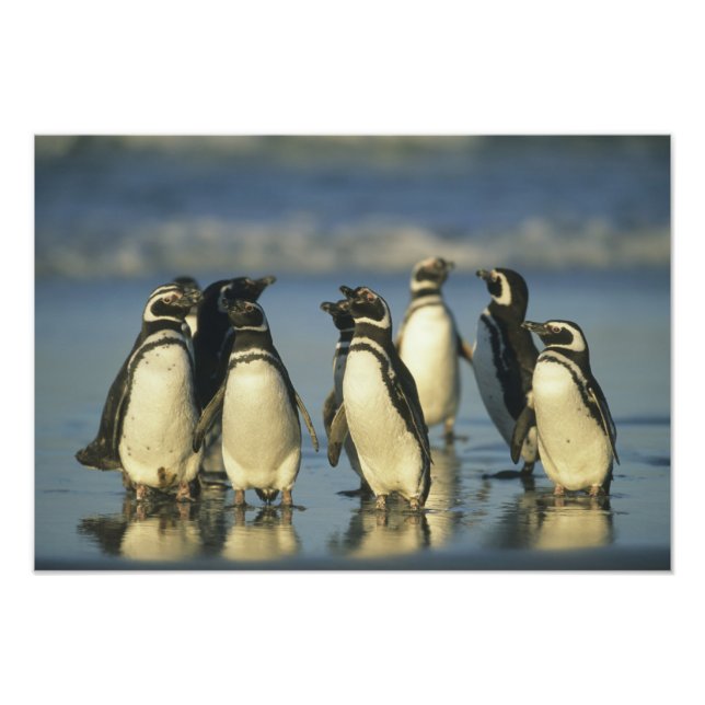 Foto Pinguins-de-magalhães, Spheniscus (Frente)
