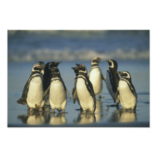 Foto Pinguins Magalhães, Esfenísco