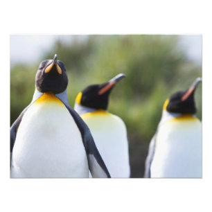 Foto Pinguins-rei