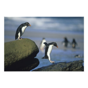 Foto Pinguins Rockhopper, Eudyptes chrysocome),