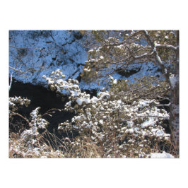 Foto "Pinheiros Congelados"