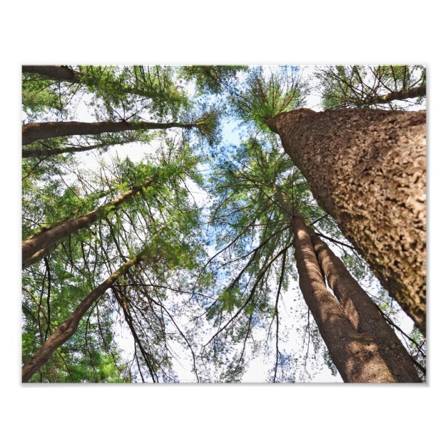 Foto Pinheiros Para O Céu (Frente)