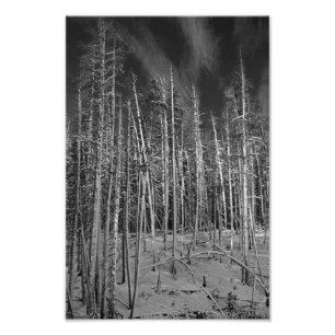 Foto Pinhos do inverno em Yellowstone