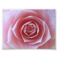 Pink Camellia