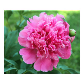 Foto Pink Peony