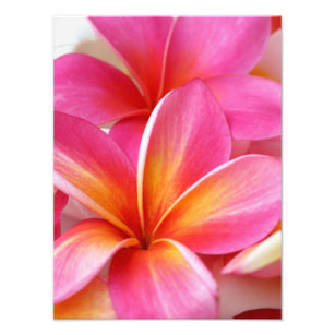 Foto Pink Plumeria Frangipani Hawaii Flor Havaiano