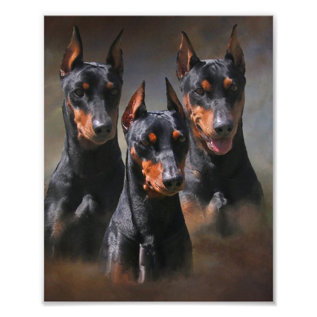 Foto Pinscher Alemão (Frente)