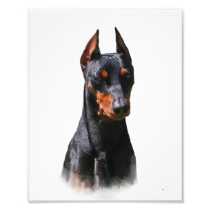 Foto Pinscher alemão