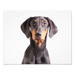 Foto Pinscher bonito do doberman