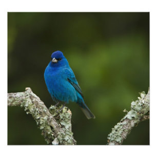 Foto Pintassilgo-índigo, Passerina cyanea, Costeiro