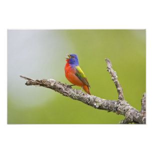 Foto Pintassilgo-pintado (Passerina ciris) macho cantan
