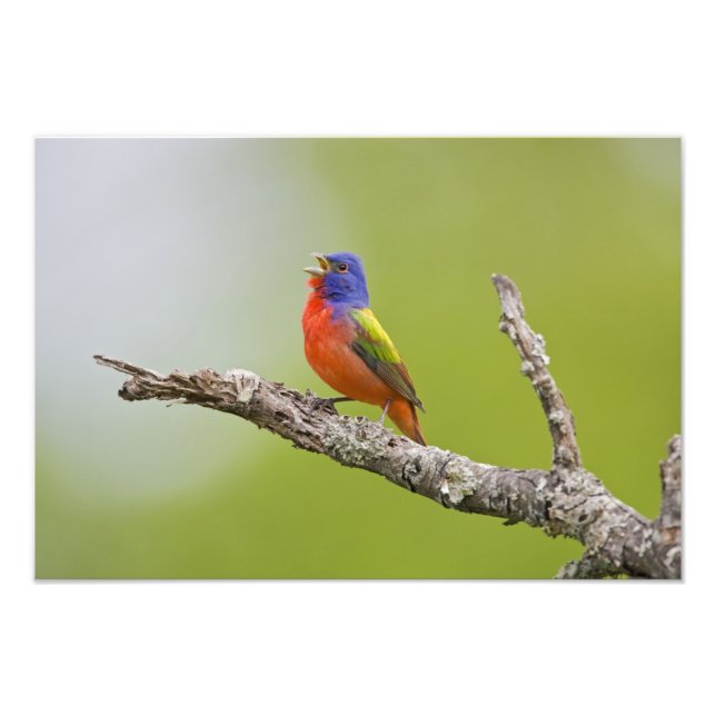 Foto Pintassilgo-pintado (Passerina ciris) macho cantan (Frente)