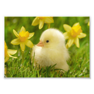 Foto pintinho de bebês em narcisos