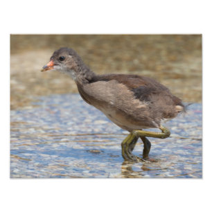 Foto Pintinho Eurasian Coot Young
