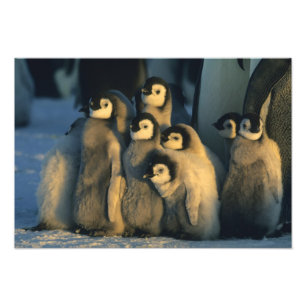 Foto Pintinhos Imperadores Penguin em creche, Aptenodyt
