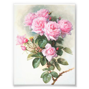 Foto Pintura cor-de-rosa dos rosas do vintage
