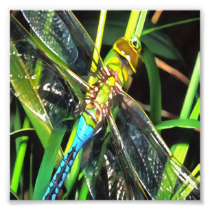 Foto Pintura de Asas de Sombreamento da Dragonfly Azul