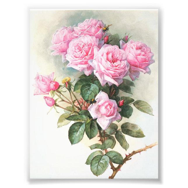 Foto Pintura de Rosas Rosa Vintage (Frente)