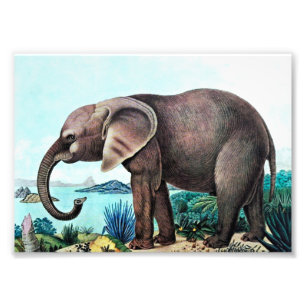 Foto Pintura de Vintage, Elefante Africano