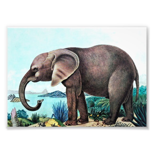 Foto Pintura de Vintage, Elefante Africano (Frente)