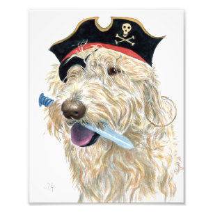 Foto Pirata Labradoodle de creme