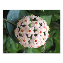 Planta de Cera Hoya Globo Estrelas Vermelhas e Bra