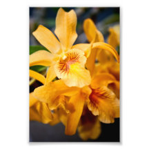 Planta de Flor Orquídea Amarela