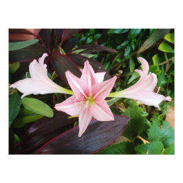 Foto Planta Flor Amaryllis No Jardim