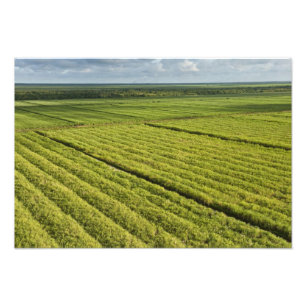 Foto Plantações de Cana-de-açúcar, Guiana