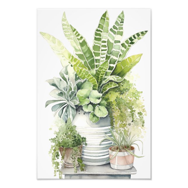 Foto Plantas de Casa (Frente)