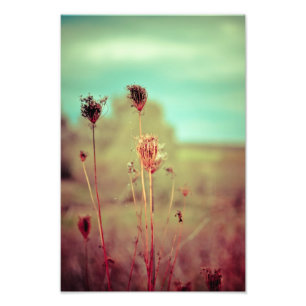 Foto Plantas do vintage