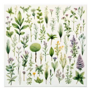 Foto Plantas Herbário