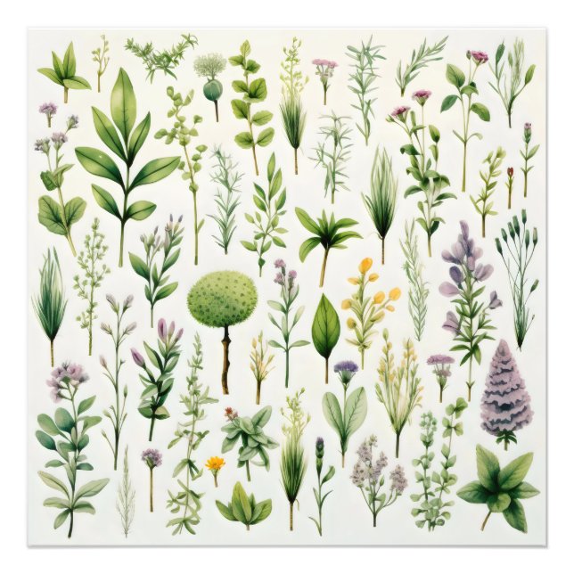 Foto Plantas Herbário (Frente)