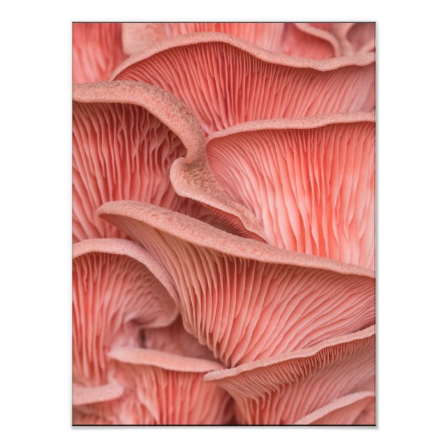 Foto pleurotes roses (Frente)