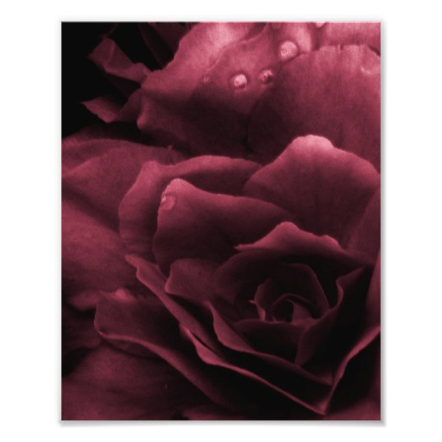 Foto Plum Red Close Up a Double Begonia (Frente)