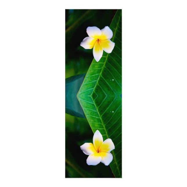 Foto plumeria (Frente)