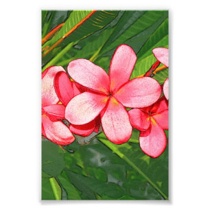 Foto plumeria