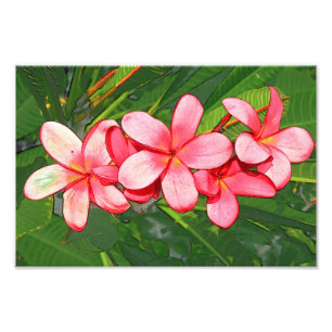 Foto plumeria
